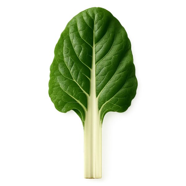 Acelga