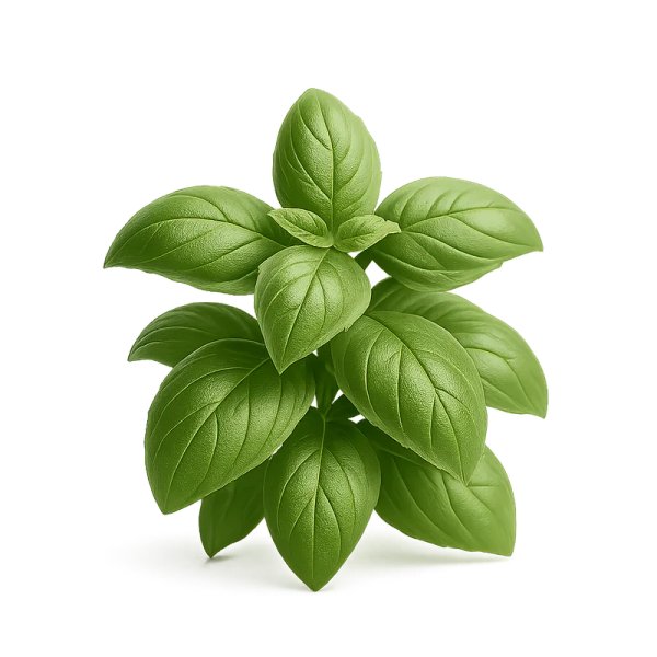 Albahaca